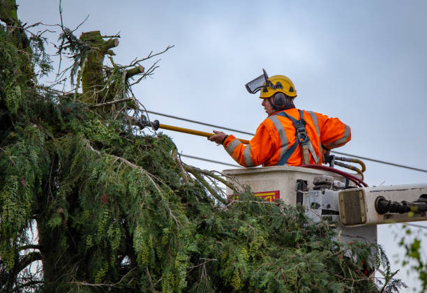 Trusted Pleasant View, TN Tree Services Experts